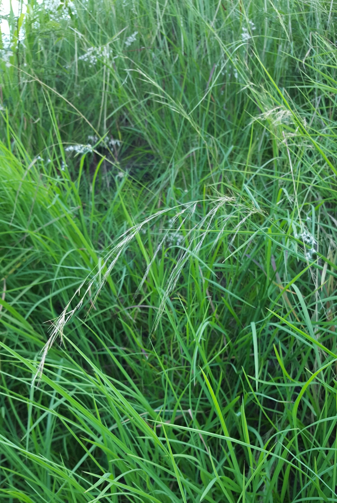 (c) François Rousseu, certains droits réservés (CC BY-NC) https://www.inaturalist.org/observations/107093712