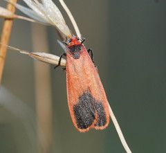 Scoliacma bicolora