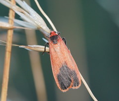 Scoliacma bicolora