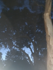 Podargus strigoides