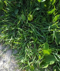 Dactyloctenium ctenoides