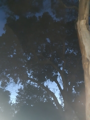 Podargus strigoides