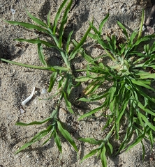 Dactyloctenium ctenoides