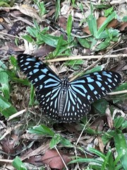 Ideopsis vulgaris macrina
