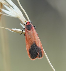 Scoliacma bicolora
