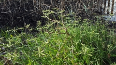 Dactyloctenium ctenoides