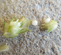 Dactyloctenium ctenoides