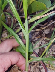 Dactyloctenium ctenoides