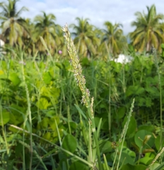 Stenotaphrum dimidiatum