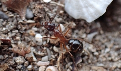Camponotus terebrans