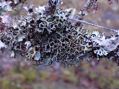 Hypogymnia inactiva