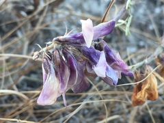 Hedysarum ucrainicum