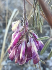 Hedysarum ucrainicum