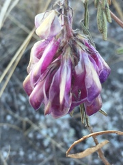 Hedysarum ucrainicum