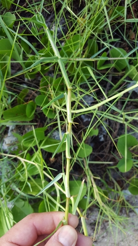 Paspalum vaginatum image