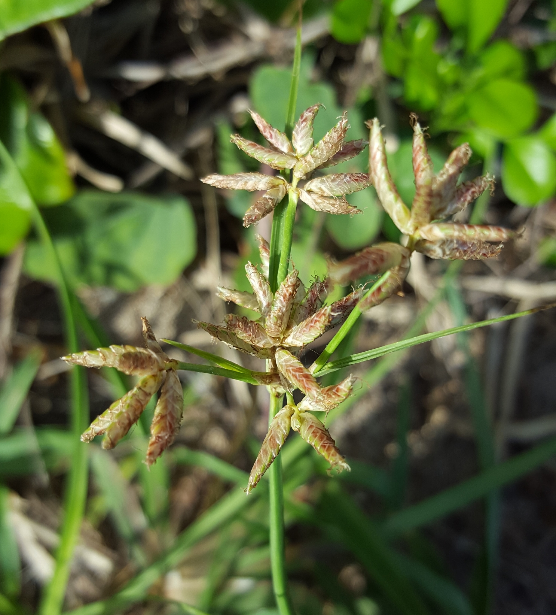 (c) François Rousseu, certains droits réservés (CC BY-NC) https://www.inaturalist.org/observations/107093917