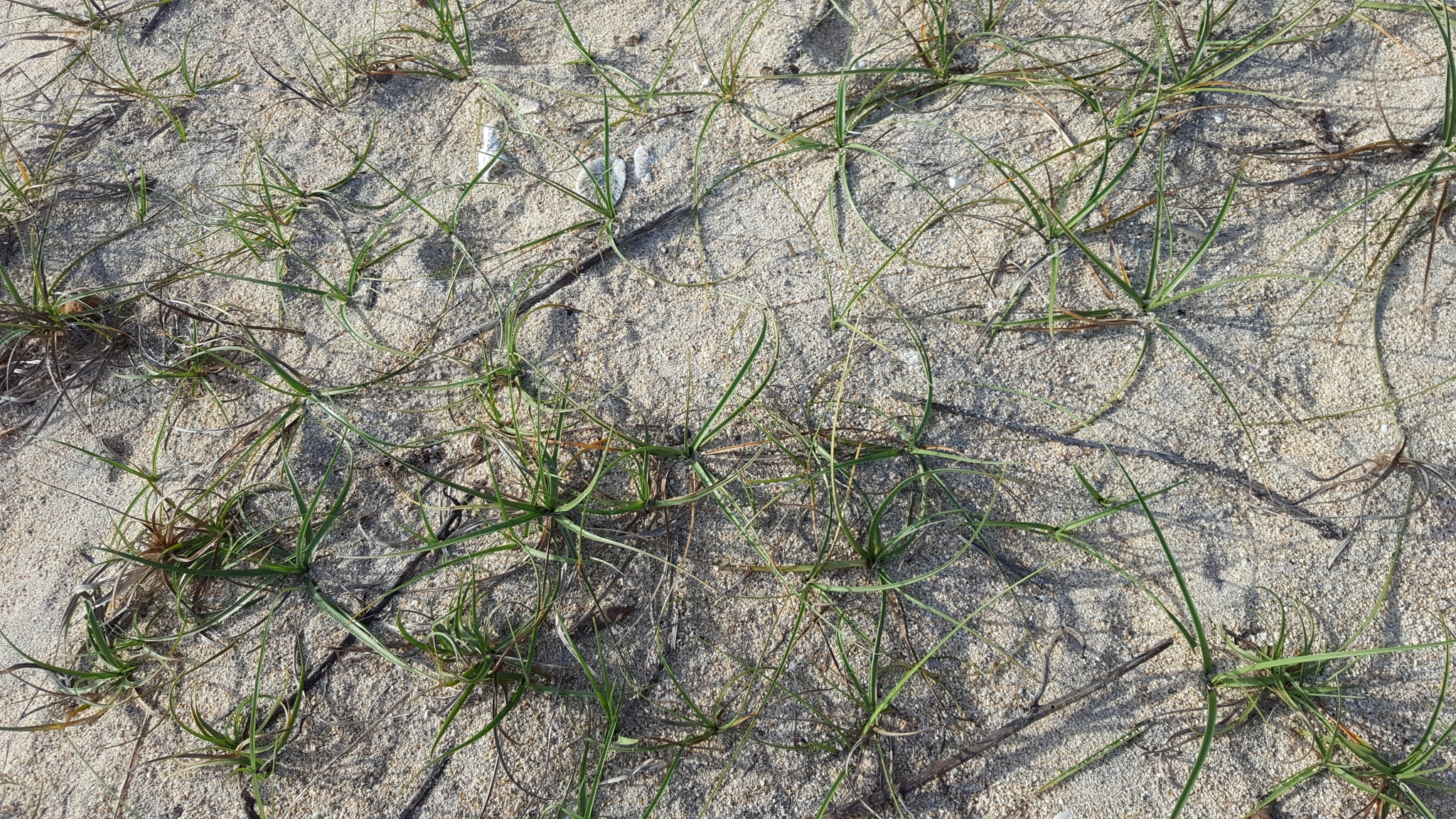 (c) François Rousseu, certains droits réservés (CC BY-NC) https://www.inaturalist.org/observations/107093917