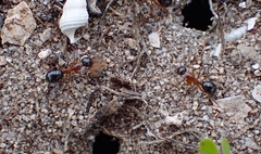 Camponotus terebrans