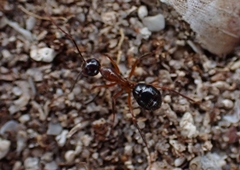 Camponotus terebrans