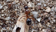 Camponotus terebrans