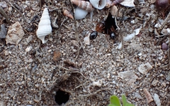 Camponotus terebrans