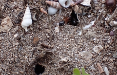 Camponotus terebrans