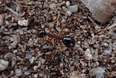 Camponotus terebrans
