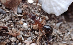 Camponotus terebrans