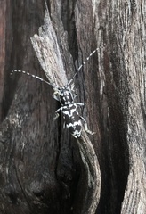 Pterolophia luctuosa