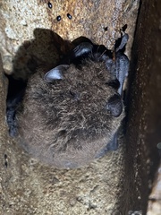 Chalinolobus gouldii