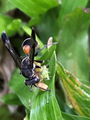 Ropalidia sumatrae