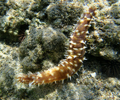 Holothuria hilla