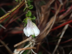 Gratiola concinna