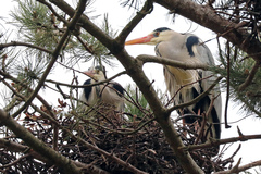 Ardea cinerea