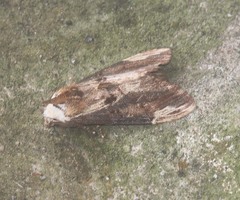 Hexafrenum austrocollaris