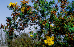 Hypericum revolutum