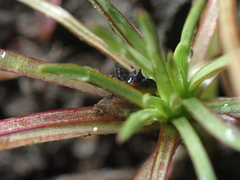 Stylidium subulatum
