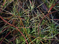 Stylidium subulatum