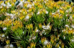 Senecio barbertonicus