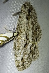 Didymoctenia exsuperata