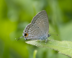 Catochrysops panormus