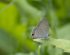 Catochrysops panormus