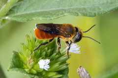 Callomegachile