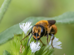 Callomegachile