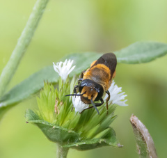 Callomegachile