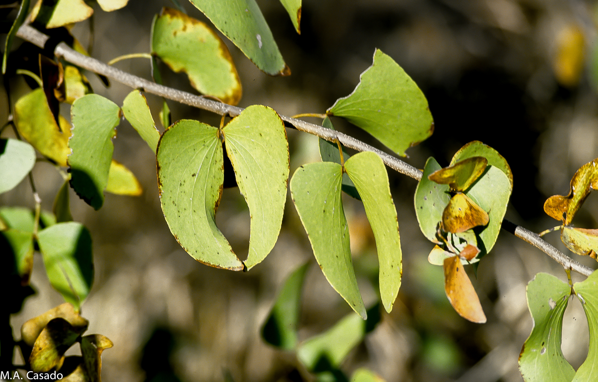 Colophospermum mopane