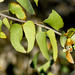 Colophospermum mopane - Photo (c) Miguel A. Casado, algunos derechos reservados (CC BY-NC), subido por Miguel A. Casado