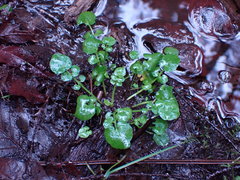 Cardamine breweri