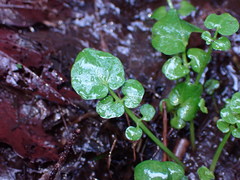 Cardamine breweri