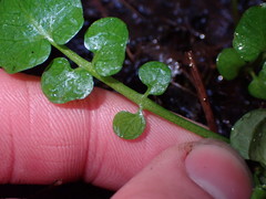 Cardamine breweri